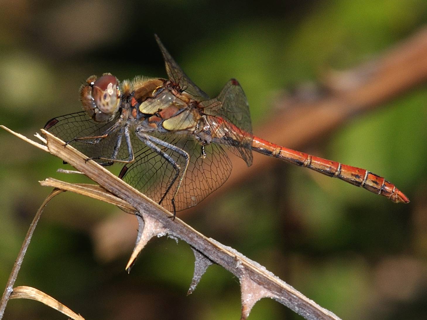 Sympetrum striolatum maschio